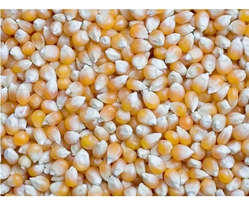 Cleaned and graded maize